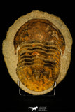 30464 - Huge 7.28 Inch Asaphid Trilobite in Concretion Ordovician Morocco