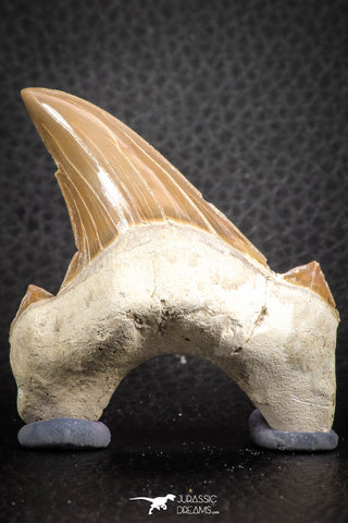 07328 - Top Huge OTODUS OBLIQUUS (mackerel shark) Tooth Paleocene