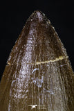 20203 - Well Preserved 1.96 Inch Mosasaur (Prognathodon anceps) Tooth