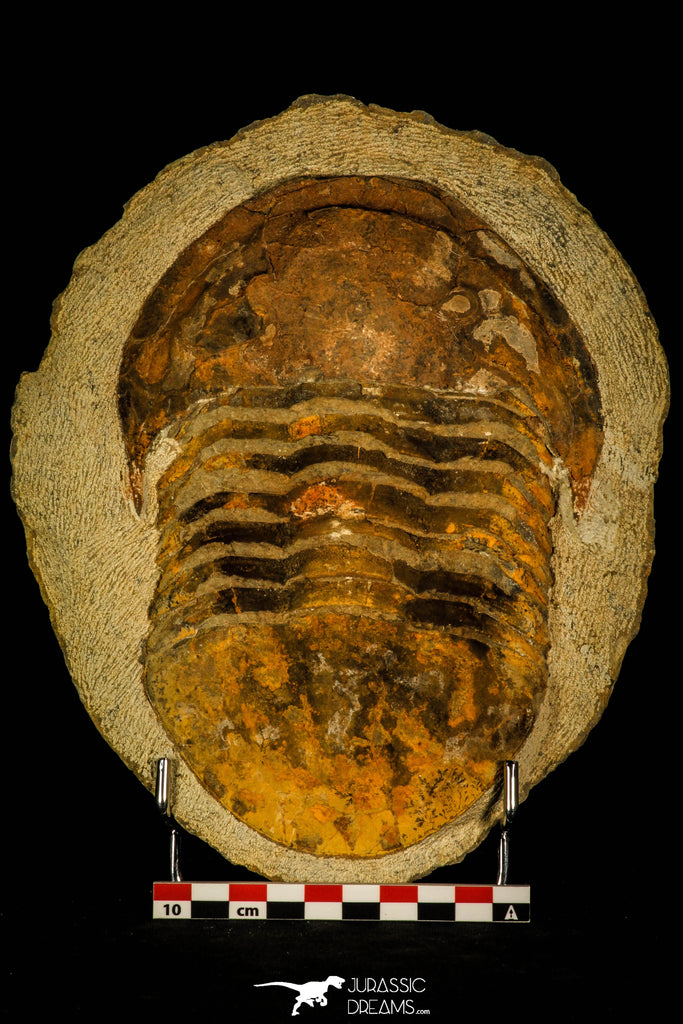 30464 - Huge 7.28 Inch Asaphid Trilobite in Concretion Ordovician Morocco