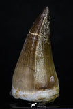 20203 - Well Preserved 1.96 Inch Mosasaur (Prognathodon anceps) Tooth