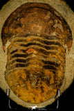 30464 - Huge 7.28 Inch Asaphid Trilobite in Concretion Ordovician Morocco