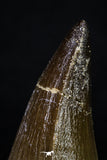 20203 - Well Preserved 1.96 Inch Mosasaur (Prognathodon anceps) Tooth