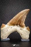 07328 - Top Huge OTODUS OBLIQUUS (mackerel shark) Tooth Paleocene
