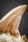 07328 - Top Huge OTODUS OBLIQUUS (mackerel shark) Tooth Paleocene