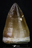 20203 - Well Preserved 1.96 Inch Mosasaur (Prognathodon anceps) Tooth