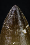 20203 - Well Preserved 1.96 Inch Mosasaur (Prognathodon anceps) Tooth