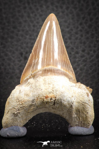 07329 - Top Huge OTODUS OBLIQUUS (mackerel shark) Tooth Paleocene