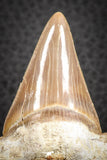 07329 - Top Huge OTODUS OBLIQUUS (mackerel shark) Tooth Paleocene