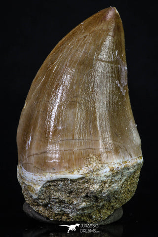 20204 - Well Preserved 2.14 Inch Mosasaur (Prognathodon anceps) Tooth