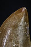 20204 - Well Preserved 2.14 Inch Mosasaur (Prognathodon anceps) Tooth