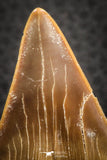 07329 - Top Huge OTODUS OBLIQUUS (mackerel shark) Tooth Paleocene