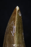 20204 - Well Preserved 2.14 Inch Mosasaur (Prognathodon anceps) Tooth