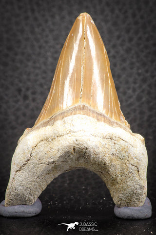 07330 - Top Huge OTODUS OBLIQUUS (mackerel shark) Tooth Paleocene