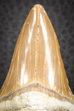 07330 - Top Huge OTODUS OBLIQUUS (mackerel shark) Tooth Paleocene