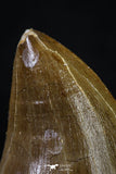 20204 - Well Preserved 2.14 Inch Mosasaur (Prognathodon anceps) Tooth