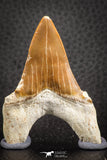 07330 - Top Huge OTODUS OBLIQUUS (mackerel shark) Tooth Paleocene