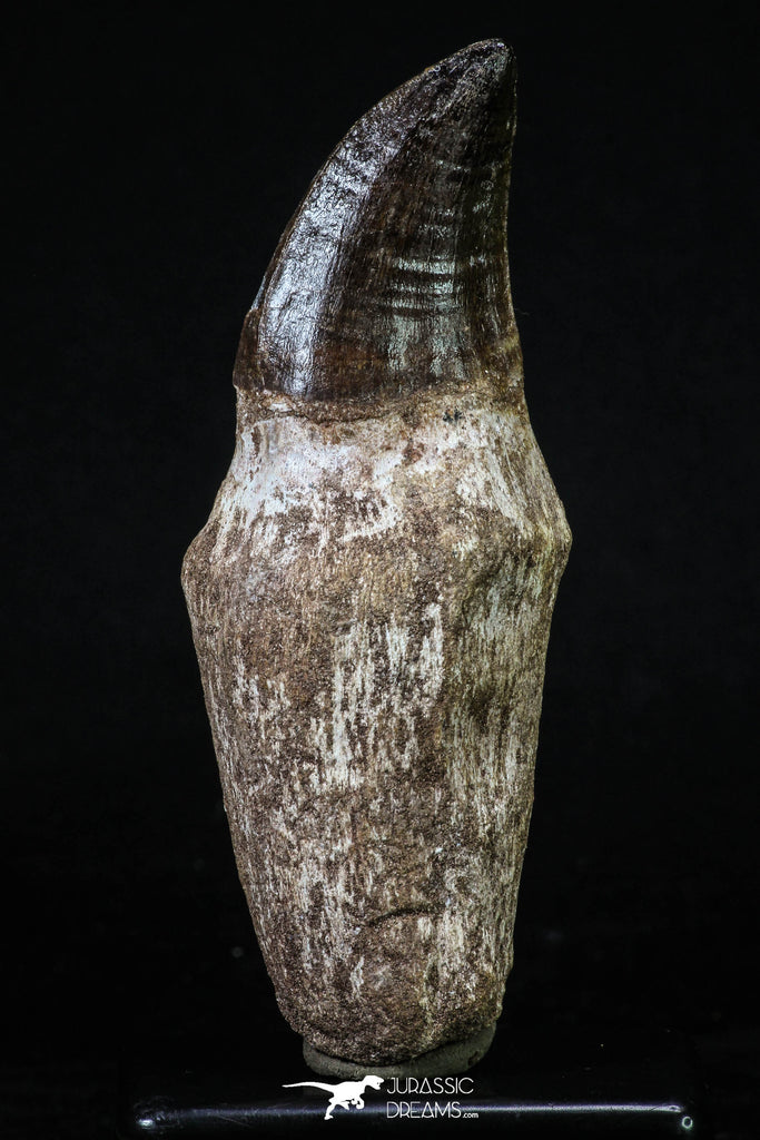 20205 - Top Huge Rooted 4.50 Inch Mosasaur (Prognathodon anceps) Tooth