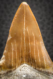 07330 - Top Huge OTODUS OBLIQUUS (mackerel shark) Tooth Paleocene