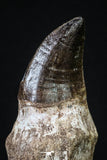 20205 - Top Huge Rooted 4.50 Inch Mosasaur (Prognathodon anceps) Tooth
