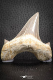 07331 - Top Huge OTODUS OBLIQUUS (mackerel shark) Tooth Paleocene