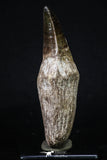 20205 - Top Huge Rooted 4.50 Inch Mosasaur (Prognathodon anceps) Tooth
