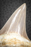 07331 - Top Huge OTODUS OBLIQUUS (mackerel shark) Tooth Paleocene