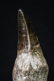 20205 - Top Huge Rooted 4.50 Inch Mosasaur (Prognathodon anceps) Tooth