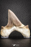 07331 - Top Huge OTODUS OBLIQUUS (mackerel shark) Tooth Paleocene