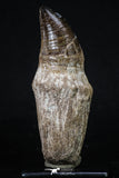 20205 - Top Huge Rooted 4.50 Inch Mosasaur (Prognathodon anceps) Tooth