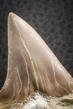 07331 - Top Huge OTODUS OBLIQUUS (mackerel shark) Tooth Paleocene