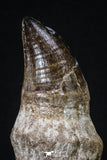 20205 - Top Huge Rooted 4.50 Inch Mosasaur (Prognathodon anceps) Tooth