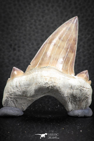 07332 - Top Huge OTODUS OBLIQUUS (mackerel shark) Tooth Paleocene