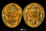 30465 - Huge 7.09 Inch Asaphid Trilobite in Concretion - Pos/Neg Ordovician