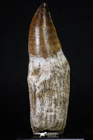 20206 - Top Huge Rooted 4.56 Inch Mosasaur (Prognathodon anceps) Tooth