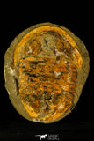 30465 - Huge 7.09 Inch Asaphid Trilobite in Concretion - Pos/Neg Ordovician