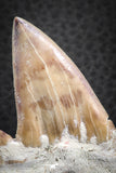 07332 - Top Huge OTODUS OBLIQUUS (mackerel shark) Tooth Paleocene
