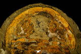 30465 - Huge 7.09 Inch Asaphid Trilobite in Concretion - Pos/Neg Ordovician