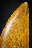 21224 - Finest Quality 1.21 Inch Abelisaur Dinosaur Tooth Cretaceous KemKem Beds