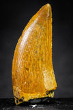 21224 - Finest Quality 1.21 Inch Abelisaur Dinosaur Tooth Cretaceous KemKem Beds