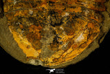 30465 - Huge 7.09 Inch Asaphid Trilobite in Concretion - Pos/Neg Ordovician