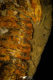 30465 - Huge 7.09 Inch Asaphid Trilobite in Concretion - Pos/Neg Ordovician