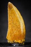 21224 - Finest Quality 1.21 Inch Abelisaur Dinosaur Tooth Cretaceous KemKem Beds
