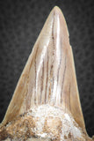 07333 - Top Huge OTODUS OBLIQUUS (mackerel shark) Tooth Paleocene