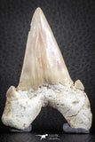 07333 - Top Huge OTODUS OBLIQUUS (mackerel shark) Tooth Paleocene