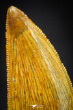 21224 - Finest Quality 1.21 Inch Abelisaur Dinosaur Tooth Cretaceous KemKem Beds