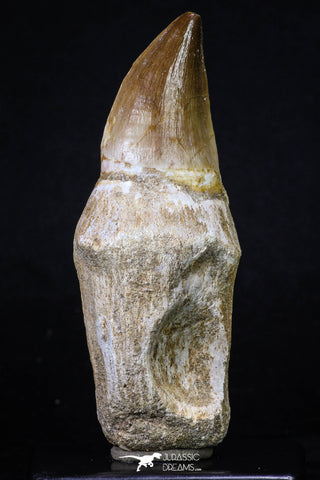 20207 - Top Huge Rooted 4.11 Inch Mosasaur (Prognathodon anceps) Tooth