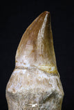 20207 - Top Huge Rooted 4.11 Inch Mosasaur (Prognathodon anceps) Tooth