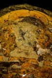 30465 - Huge 7.09 Inch Asaphid Trilobite in Concretion - Pos/Neg Ordovician