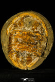 30465 - Huge 7.09 Inch Asaphid Trilobite in Concretion - Pos/Neg Ordovician